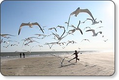 Running with the seagulls - Eschipul - CC BySa