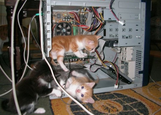 Cute-Kittens-In-Computer-Case.jpg