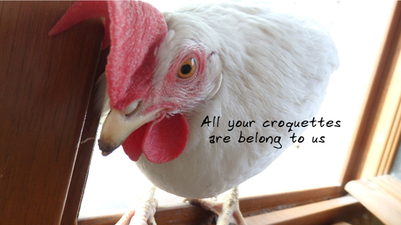 la poule de Chemla à la fenêtre surveille les croquettes et dit "all your croquettes are belong to us"