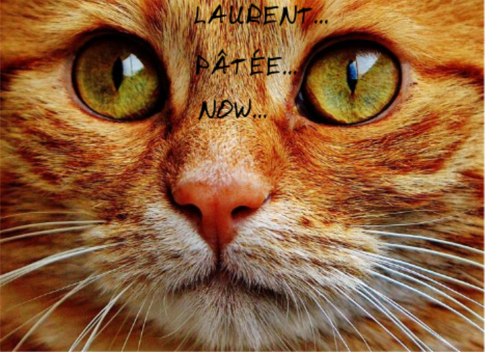 Un chat en gros plan : LAURENT... PÂTÉE... NOW...