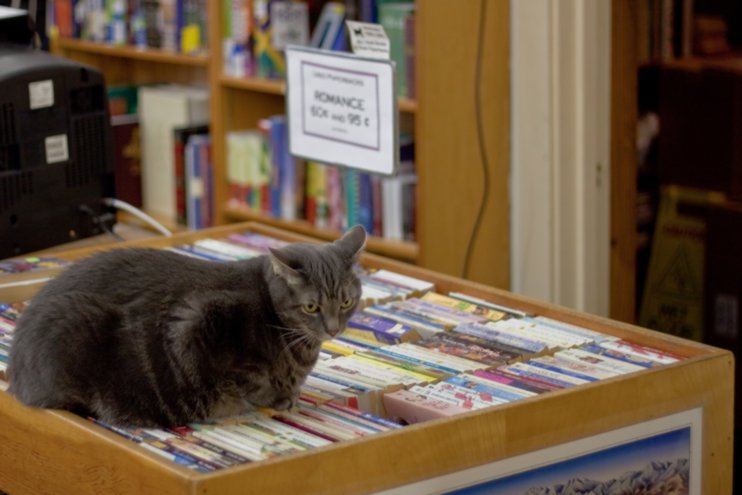 Un chat gris pensif dans une librairie, assis sur un bac empli de livres