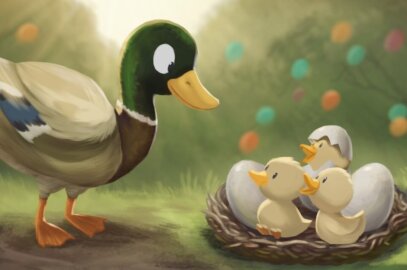 Illustration - Une maman canard regarde le nid dans lequel quelques uns des œufs ont éclot.