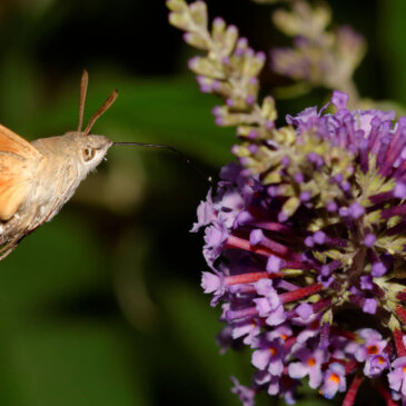 La communauté Archipel, des savoirs vivants pour transformer les manières de chercher, de vivre et d’habiter la Terre