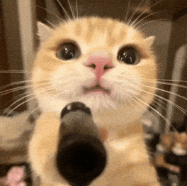 Chaton pointant un flingue sur le visiteur. Légende : "McKinsey réclamant gentiment ses croquettes à l'État. --Allégorie"